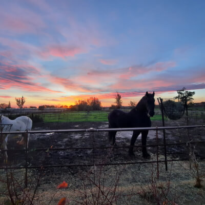 Wyffels, Jolien Jolien Wyffels